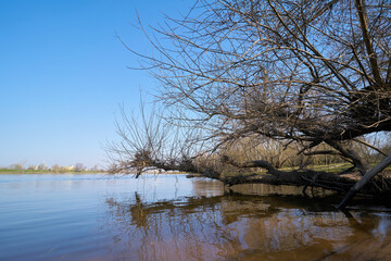 Obraz premium Willow on the banks of the river Elbe at Herrenkrug near Magdeburg in Germany