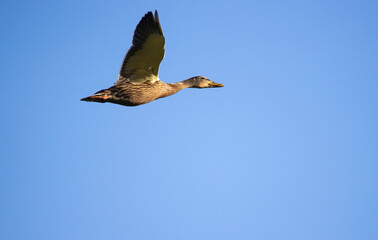 mallard ducks in flight