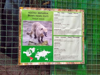 Info of brown-nosed coati on info board in zoo