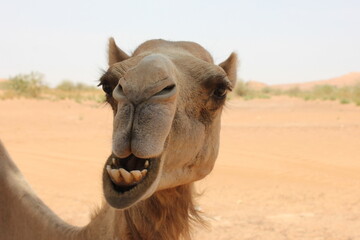 Fototapeta premium Adult Arabian camel (dromedary, with single hump) in hot and arid desert sand dunes in Ras Al Khaimah, United Arab Emirates, Middle East.