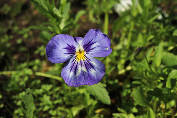flowers pansies in the garden