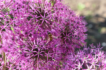 allium flowers and bees close-up in the garden