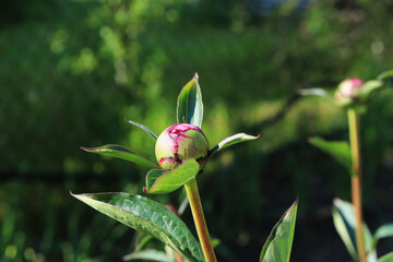 peonies flower buds in the garden