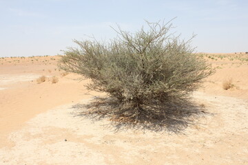 Hot and arid desert sand dunes terrain in Sharjah emirate in the United Arab Emirates. The oil-rich...