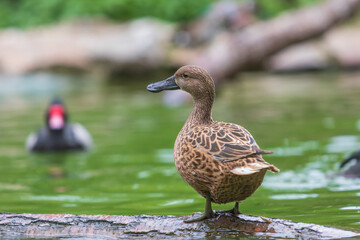 The duck stands on a wooden log that leads just above the water.