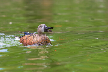 The duck swims on the water and has an open beak. Photo from the bottom of the water.
