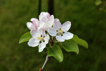 Apple Blossom Growing in a Country Garden
