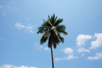 Tropical Coconut palm tree with blue sky and cloud on the in summer on the beach at Thailand