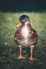 Stockente weiblich steht auf einer Wiese und schaut zur Seite