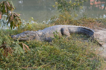 alligator in the swamp