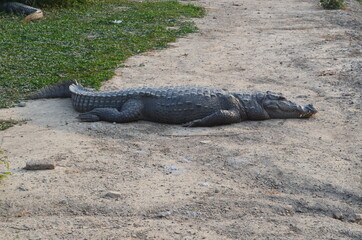 alligator in the swamp