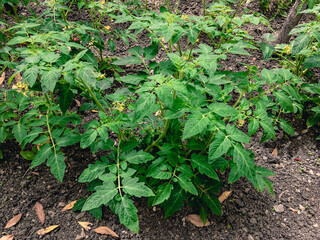 Blossoming yellow flowers of tomato bushes with green foliage grow in the garden on a sunny summer day.