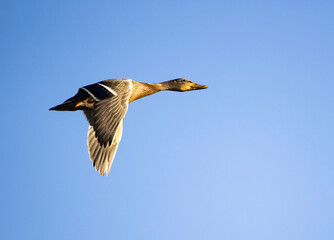 mallard ducks in flight