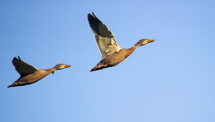 mallard ducks in flight