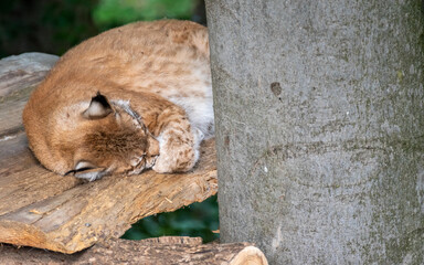 sleeping lynx in tree house 