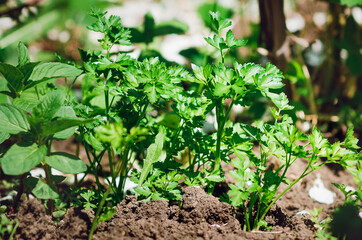 Green sprouts of parsley grow on a bed in a garden, close-up. Blur with a small area of sharpness.