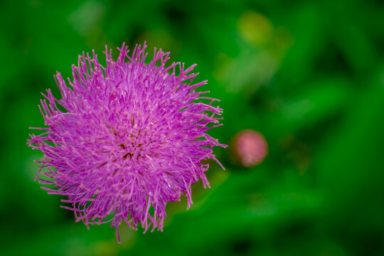 pink flower of a thistle