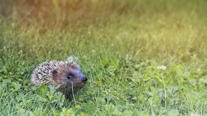 Naklejka na ściany i meble Young hedgehog walking in the grass.