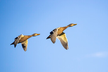 mallard ducks in flight
