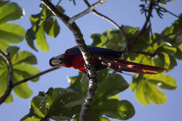 colourful ara in Corcovado National Park, sitting in tree, Costa Rica, Central America
