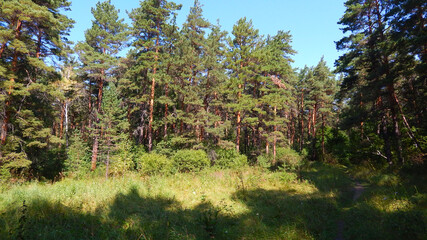 
meadow with grass in a pine forest