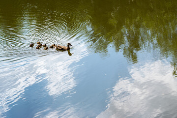 ducks in the water with cloud reflections 
