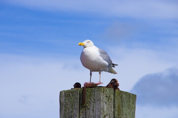 Obraz premium Silbermöwe Möwe auf Holzpfahl vor blauem Himmel