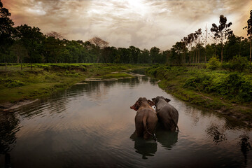 Two Elephants walking away in a river in a scenic location near manas national park, Assam, India.