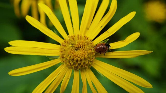coccinelle sur une marguerite jaune