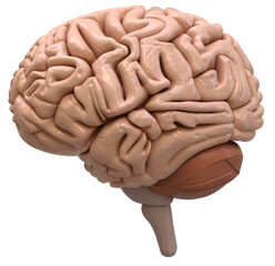 3D Rendered illustration of a brain