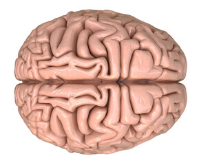 3D Rendered illustration of a brain
