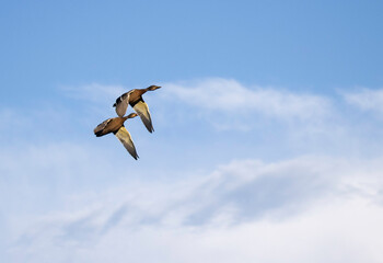 mallard ducks in flight