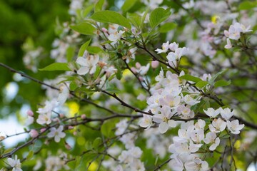 The tree blooms with white flowers