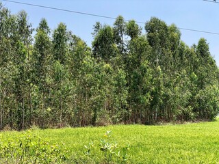 Rural landscape with high voltage power lines in the field