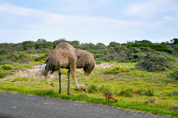 Female common ostrich with baby chick standing in green grass and bushes near Cape of Good Hope, Cape Town, South Africa