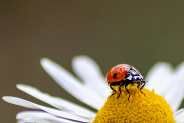 Cute little ladybug with red wings and black dotted hunting for plant louses as biological pest control for organic farming with natural enemies reduces agriculture pesticides and talisman of luck