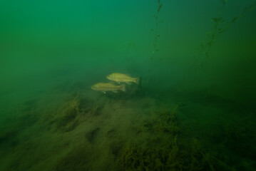 Fototapeta na wymiar Pair of smallmouth Bass swiming in Crandell Lake