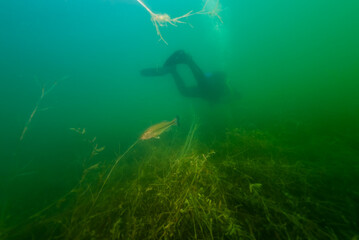 SCUBA Diver Swimming Away from Smallmouth Bass