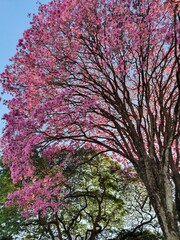 Ipê Roxo (Handroanthus Impetiginosus)