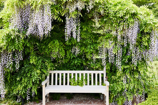 Flowers in Sofiero park in Helsingborg, Sweden.