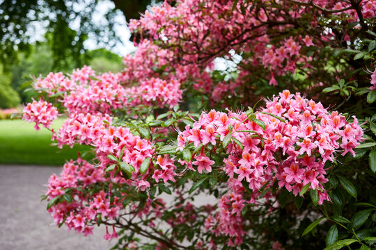 Flowers in Sofiero park in Helsingborg, Sweden.
