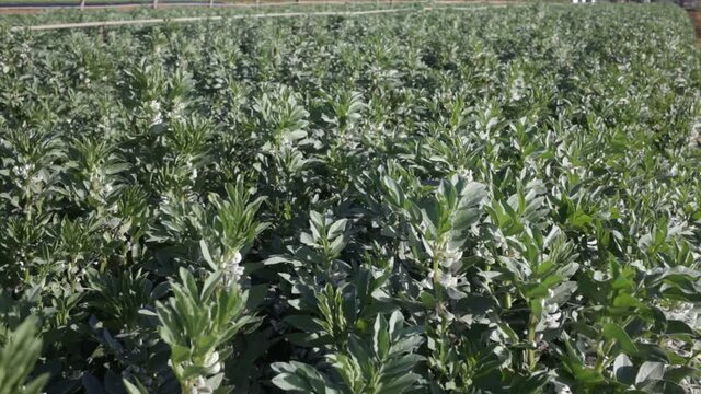 Closeup of blooming vicia faba plants on farm field. Cultivation of organic legumes