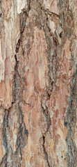 Fototapeta premium The texture of the bark