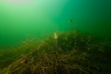 Fototapeta na wymiar Smallmouth Bass swimming in Crandell Lake