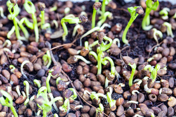 Young Kangkong sprouts grown  in ground