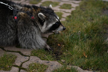 Raccoon