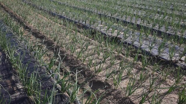 Rows of green onions growing on large plantation with polyethylene mulch on soil