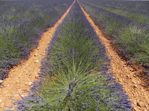 lavande et provence