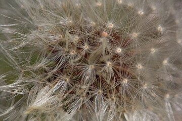 Dandelion Fluff