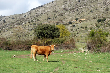 Cow in Spanish mountain landscape in the area between Toledo and Avila, Spain
